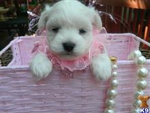 maltese puppy posted by Elegant Babies